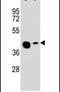 Solute Carrier Family 35 Member G5 antibody, PA5-24377, Invitrogen Antibodies, Western Blot image 