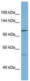 DnaJ homolog subfamily C member 10 antibody, TA331073, Origene, Western Blot image 