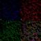 Urea transporter 2 antibody, NBP1-44375, Novus Biologicals, Immunohistochemistry paraffin image 
