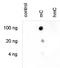 5-Methyl Cytosine antibody, NBP2-54609, Novus Biologicals, Dot Blot image 
