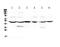 Guanine Deaminase antibody, PA5-79304, Invitrogen Antibodies, Western Blot image 