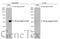 HA tag antibody, GTX628489, GeneTex, Western Blot image 