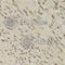 Quinoid Dihydropteridine Reductase antibody, A5733, ABclonal Technology, Immunohistochemistry paraffin image 