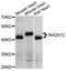 DNA repair protein RAD51 homolog 3 antibody, STJ112789, St John