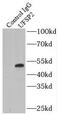 UFM1 Specific Peptidase 2 antibody, FNab09234, FineTest, Immunoprecipitation image 