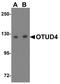 OTU Deubiquitinase 4 antibody, NBP1-77003, Novus Biologicals, Western Blot image 