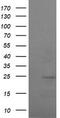 RAB37, Member RAS Oncogene Family antibody, CF505338, Origene, Western Blot image 