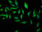 Serine/threonine-protein kinase Nek1 antibody, LS-C672351, Lifespan Biosciences, Immunofluorescence image 