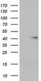 Ubiquitin carboxyl-terminal hydrolase 12 antibody, TA800037, Origene, Western Blot image 