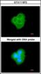 Immediate Early Response 3 antibody, orb374199, Biorbyt, Immunofluorescence image 