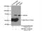 Zinc Finger And BTB Domain Containing 33 antibody, 55270-1-AP, Proteintech Group, Immunoprecipitation image 