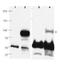 PR/SET Domain 1 antibody, orb345673, Biorbyt, Western Blot image 