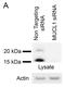 Mucin Like 1 antibody, NBP1-92366, Novus Biologicals, Western Blot image 