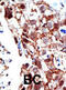 Piasx antibody, abx026846, Abbexa, Immunohistochemistry frozen image 
