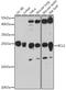 BCL2 antibody, LS-C746870, Lifespan Biosciences, Western Blot image 