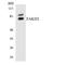 FAST Kinase Domains 2 antibody, LS-C291943, Lifespan Biosciences, Western Blot image 