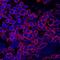 CD27 Molecule antibody, AF574, R&D Systems, Immunocytochemistry image 