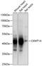 Creatine kinase U-type, mitochondrial antibody, 19-547, ProSci, Western Blot image 