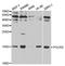 RNA Polymerase II Subunit I antibody, A1865, ABclonal Technology, Western Blot image 