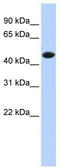 Creatine kinase M-type antibody, TA346079, Origene, Western Blot image 
