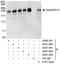 ADAMTS13 antibody, A301-001A, Bethyl Labs, Immunoprecipitation image 