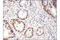 Histone acetyltransferase MYST2 antibody, 58418S, Cell Signaling Technology, Immunohistochemistry paraffin image 