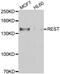 RE1-silencing transcription factor antibody, PA5-77154, Invitrogen Antibodies, Western Blot image 