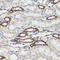 B Cell Receptor Associated Protein 29 antibody, LS-C334647, Lifespan Biosciences, Immunohistochemistry frozen image 