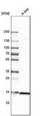 40S ribosomal protein S20 antibody, NBP1-80804, Novus Biologicals, Western Blot image 