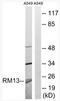 Mitochondrial Ribosomal Protein L13 antibody, AP33215PU-N, Origene, Western Blot image 