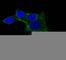 Ornithine Decarboxylase 1 antibody, V2770IHC-7ML, NSJ Bioreagents, Immunohistochemistry paraffin image 