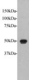 FAT Atypical Cadherin 1 antibody, GTX37484, GeneTex, Western Blot image 