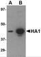 Hemagglutinin antibody, PM-4008, ProSci Inc, Western Blot image 