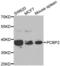 Poly(rC)-binding protein 2 antibody, abx001971, Abbexa, Western Blot image 
