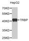 TARBP2 Subunit Of RISC Loading Complex antibody, MBS129244, MyBioSource, Western Blot image 