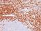 Sialophorin antibody, NBP2-33140, Novus Biologicals, Immunohistochemistry paraffin image 
