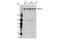 p180 antibody, 14689S, Cell Signaling Technology, Western Blot image 