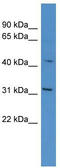 Olfactory Receptor Family 1 Subfamily G Member 1 antibody, TA342696, Origene, Western Blot image 