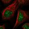 Nucleoplasmin-2 antibody, HPA041070, Atlas Antibodies, Immunocytochemistry image 