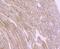 Sarcoglycan Alpha antibody, A04756-1, Boster Biological Technology, Immunohistochemistry frozen image 