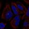 PCNA Clamp Associated Factor antibody, PA5-65485, Invitrogen Antibodies, Immunofluorescence image 