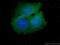 Phosphofurin Acidic Cluster Sorting Protein 2 antibody, 19508-1-AP, Proteintech Group, Immunofluorescence image 