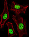 Peroxisome Proliferator Activated Receptor Alpha antibody, M00600, Boster Biological Technology, Immunofluorescence image 