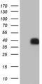 P antigen family member 1 antibody, TA805638, Origene, Western Blot image 