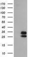 Nipsnap Homolog 2 antibody, LS-C787726, Lifespan Biosciences, Western Blot image 