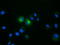 Follitropin subunit beta antibody, TA501581, Origene, Immunofluorescence image 