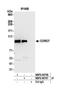 Coronin 7 antibody, NBP2-60707, Novus Biologicals, Western Blot image 