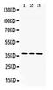 Lactate Dehydrogenase B antibody, PA5-79594, Invitrogen Antibodies, Western Blot image 