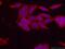 Kalirin RhoGEF Kinase antibody, 19740-1-AP, Proteintech Group, Immunofluorescence image 
