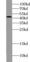 Layilin antibody, FNab04711, FineTest, Western Blot image 